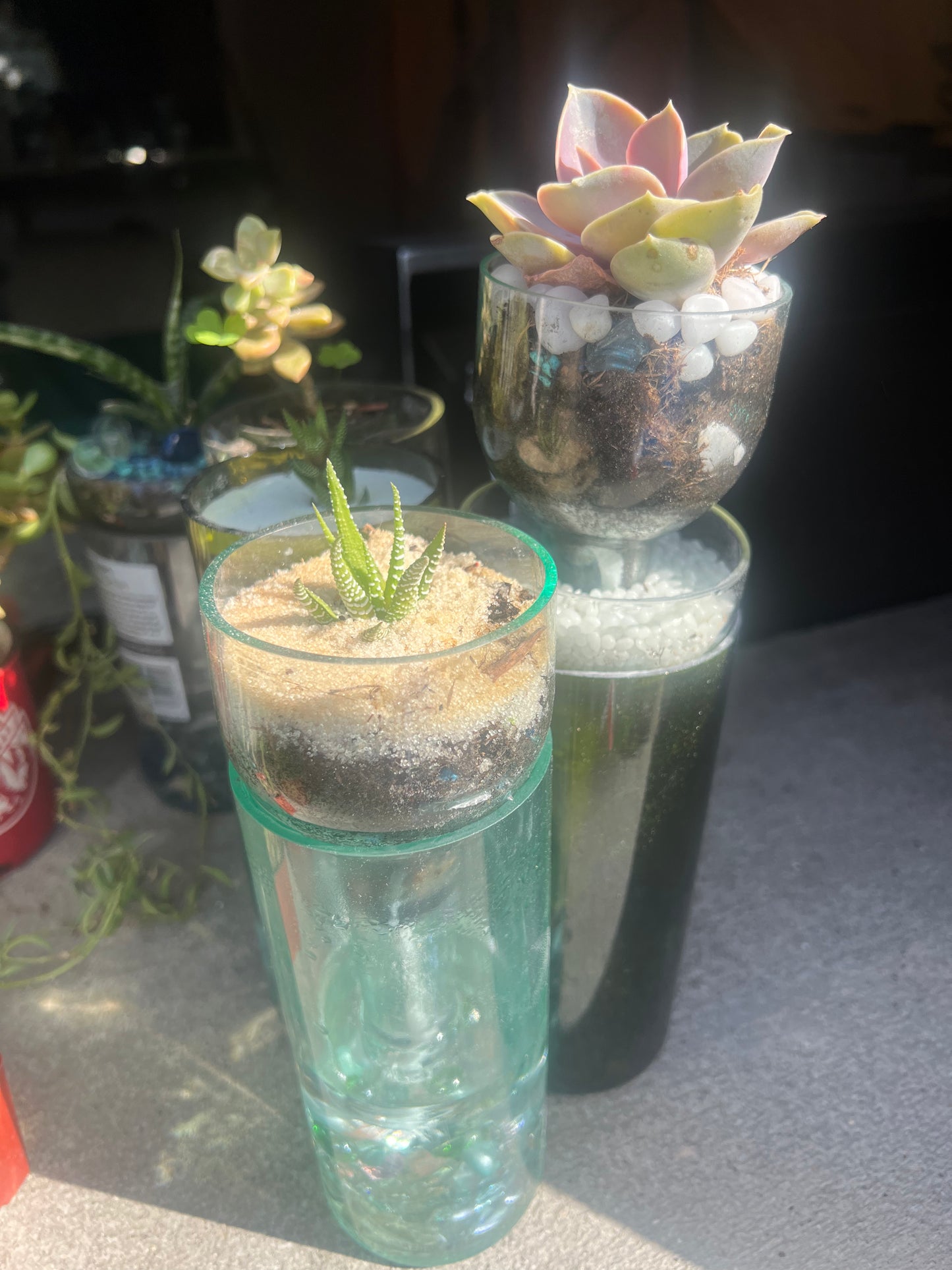 Glass N Glass Repose: Artisanal Succulent Glass Terrariums